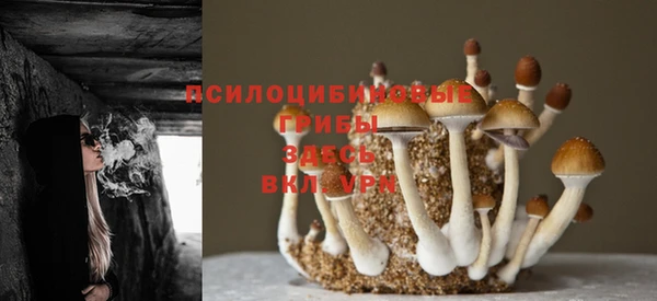 гидра Богданович